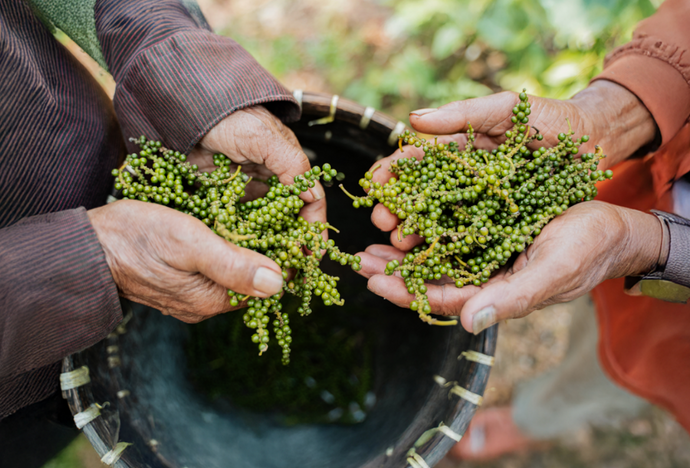 Reviving Indonesia’s Black Pepper: Harris Spice Leads the Way